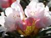 Botanisk Hage: Rhododendron